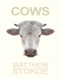 "Cows" by Matthew Stokoe